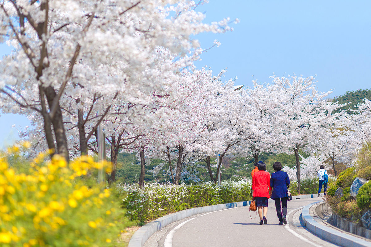 Цветущая вишня в парке Никсан, Сеул
